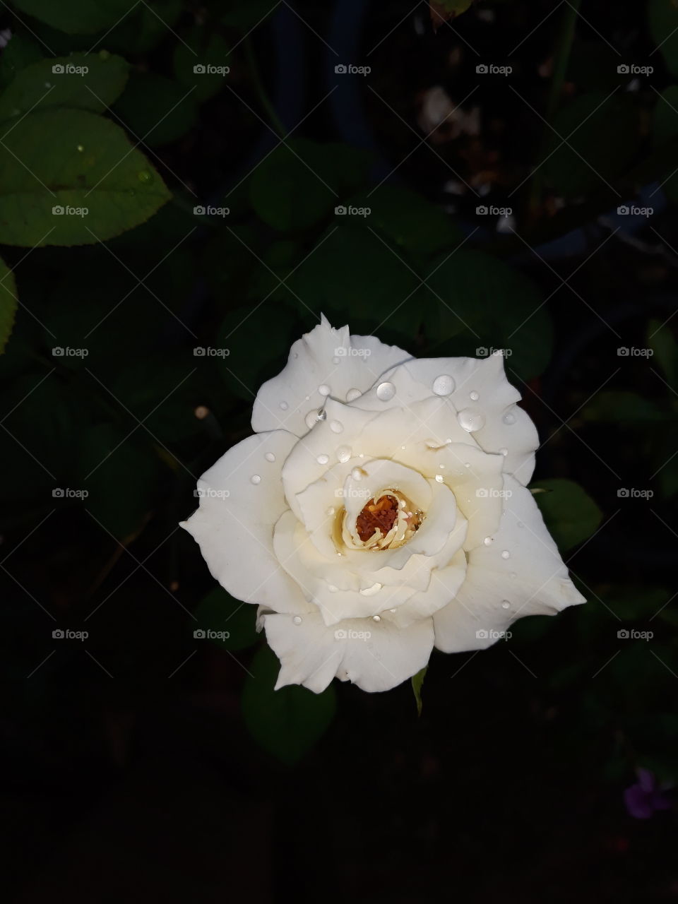 white rose with dew drops (water drops) in dark night background