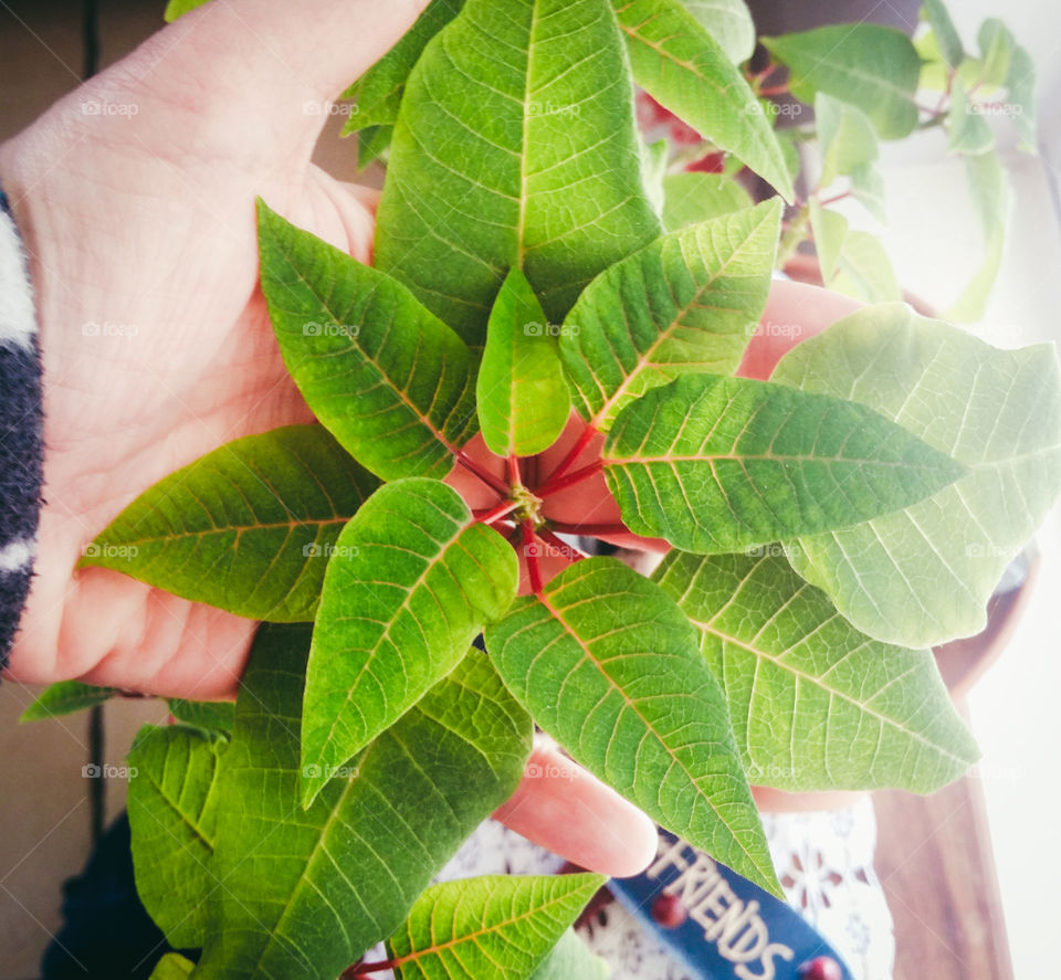 Green Poinsettia