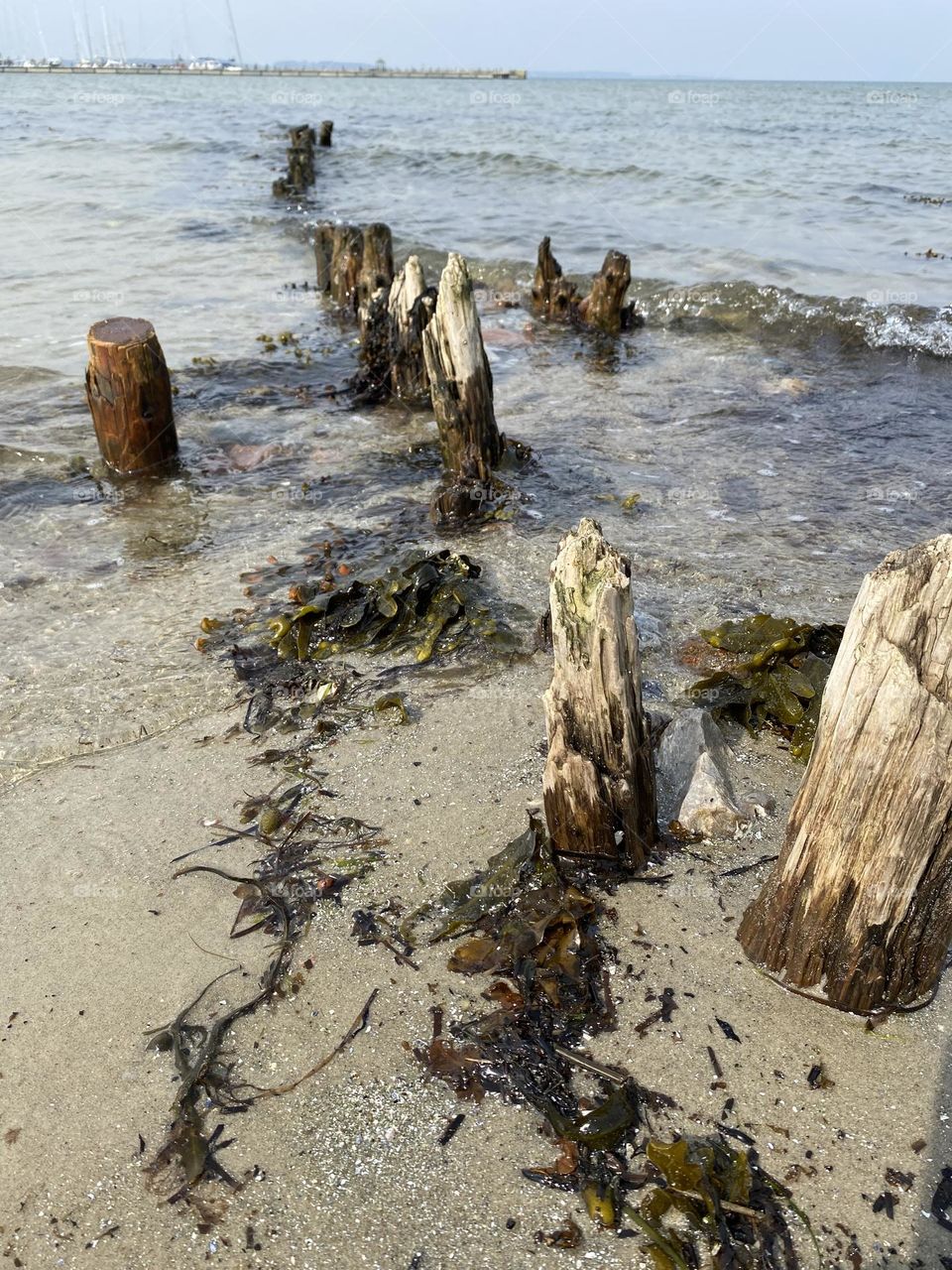 Alte Buhnen schauen aus der seichten Brandung. Seetank und Algen verfangen sich darum /Old groynes peek out of the shallow surf. Sea tank and algae entangle around it