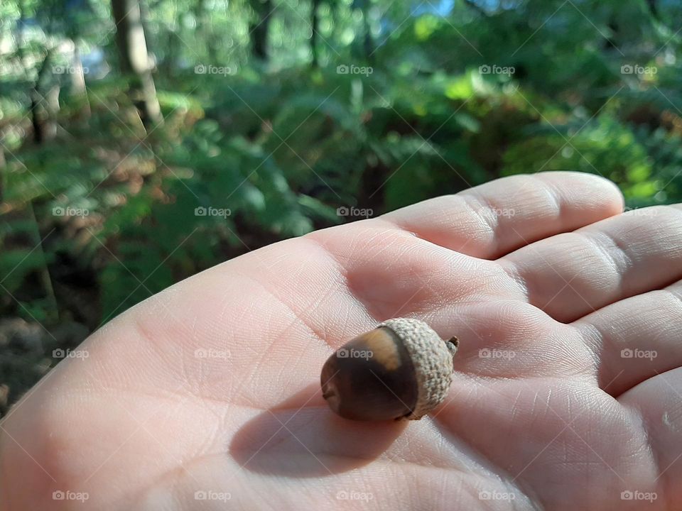 Acorn
