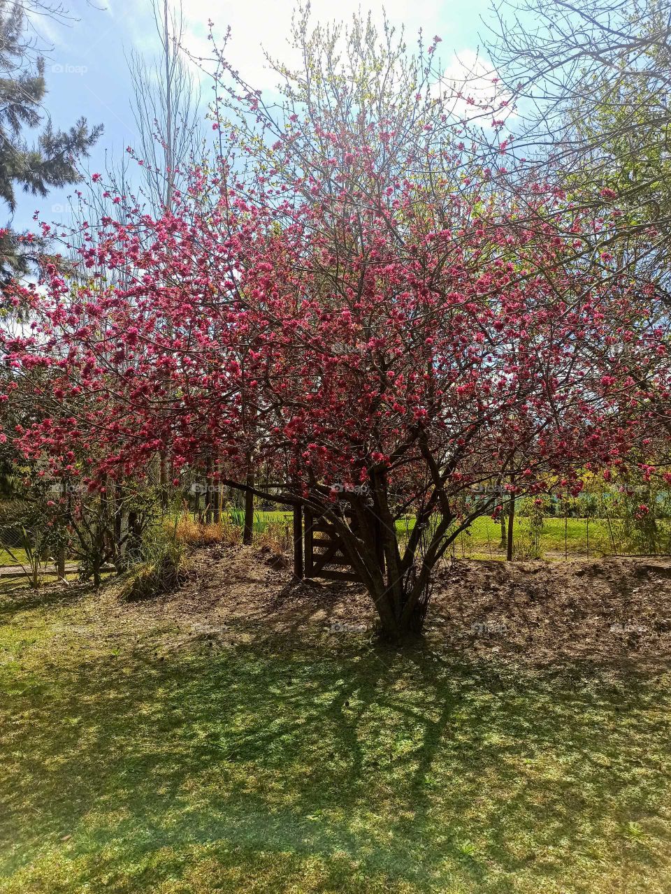 An unknown tree full of pink flowers in a sunny day