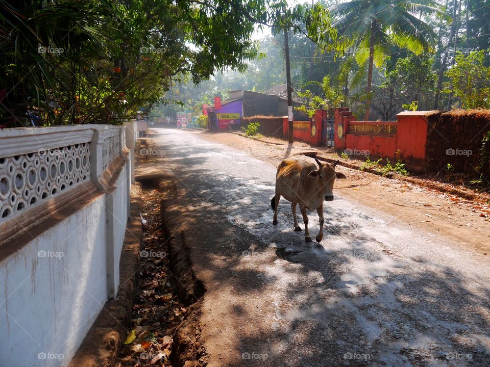 Free cow, 
India 