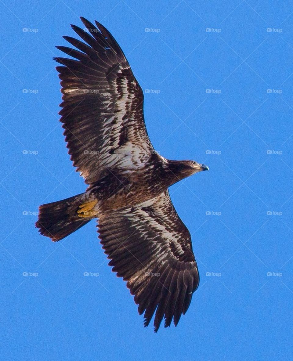 Juvenile Bald eagle in flight