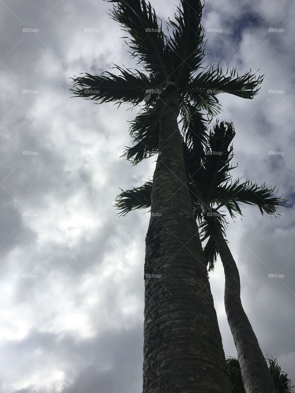 Palm trees on a cloudy day