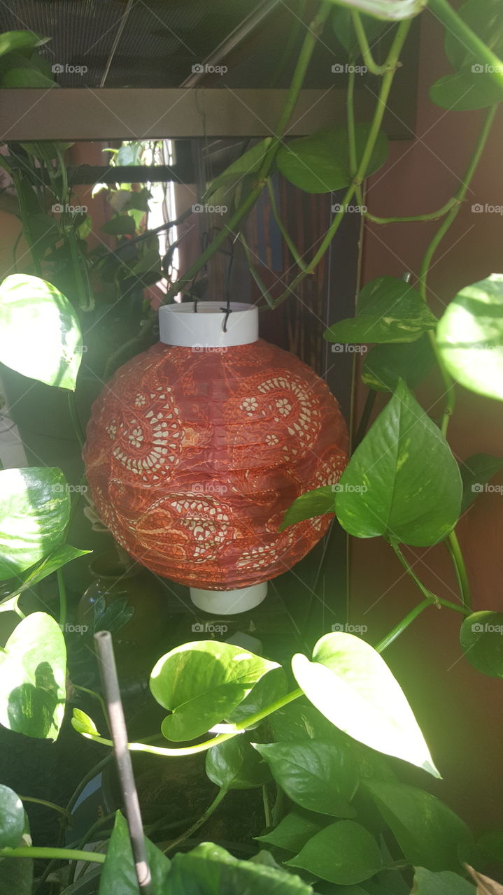 Chinese lantern with plant