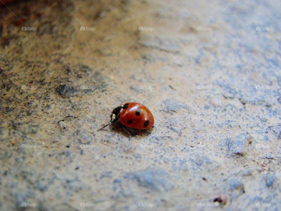 Ladybug