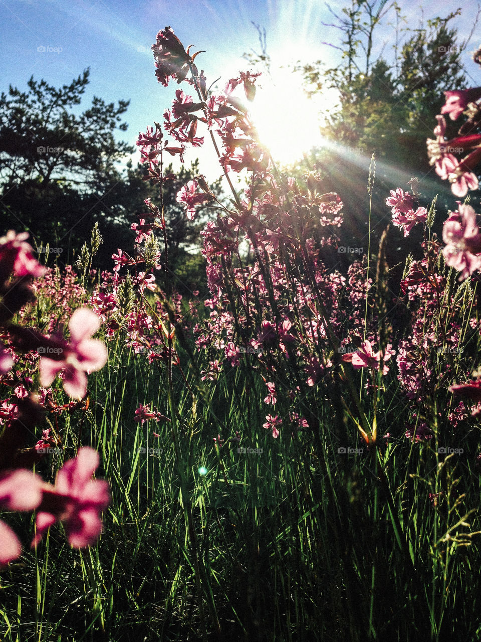 Backlit. Backlit flowers