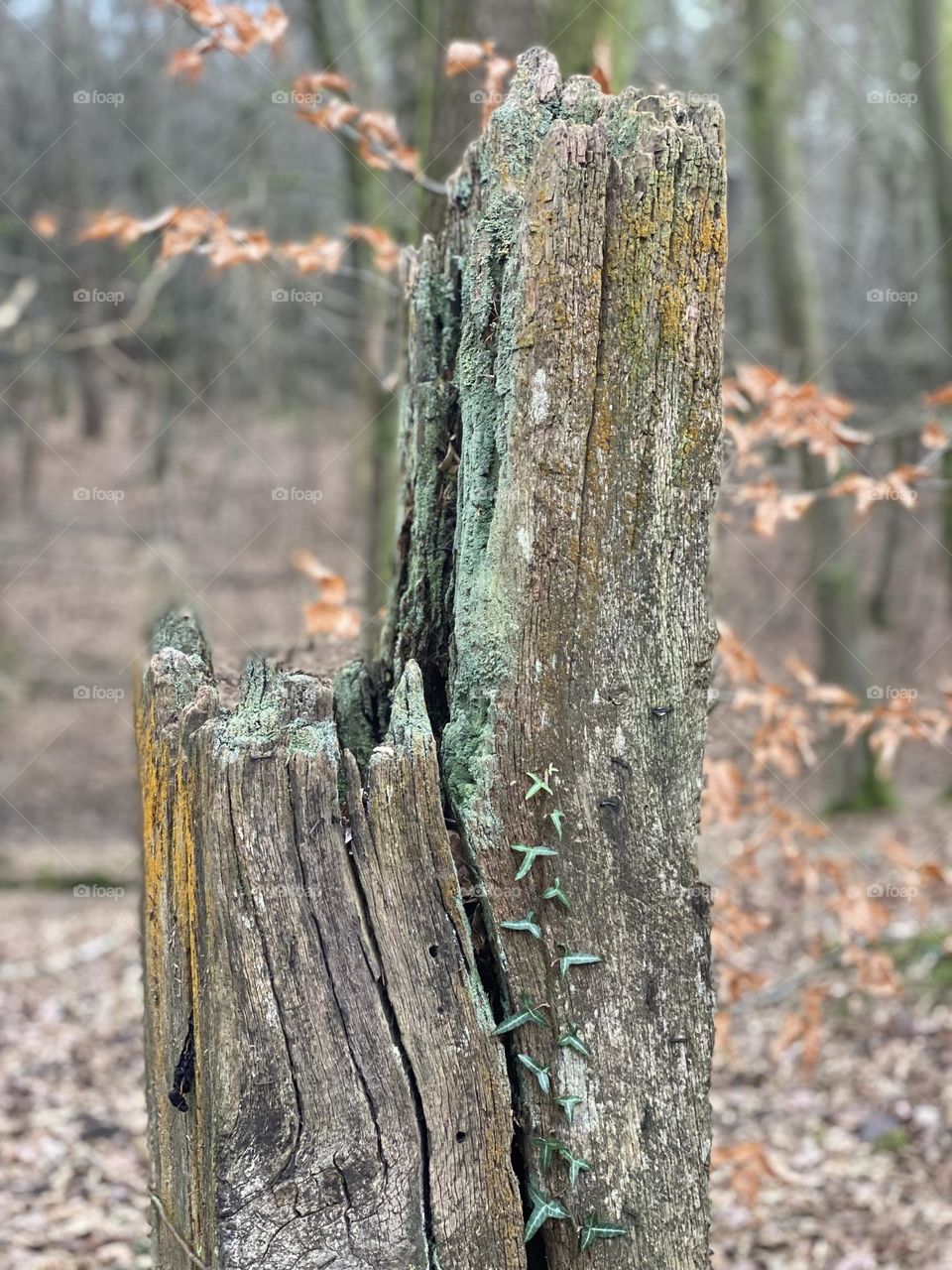 Autumn in the forest 