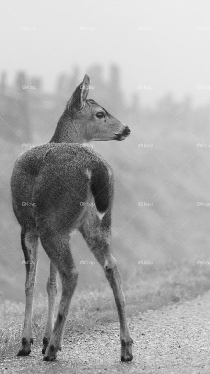 A young spike (male deer) looks into the distance on a foggy morning