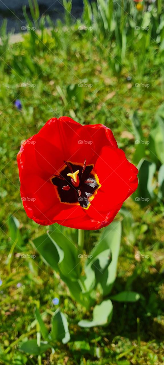 Rote Tulpe