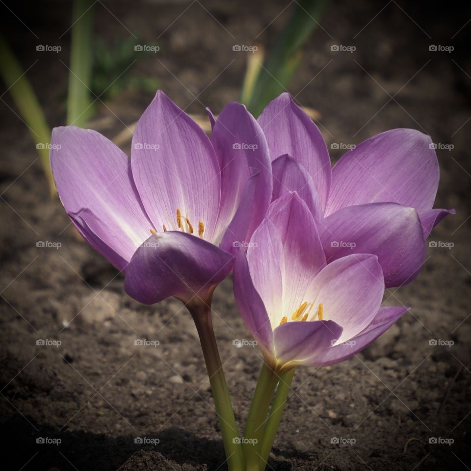 Autumn crocus