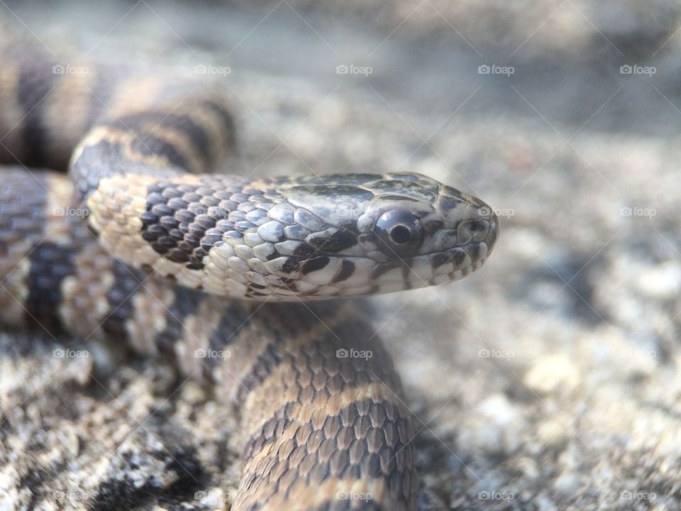 Baby Water Snake