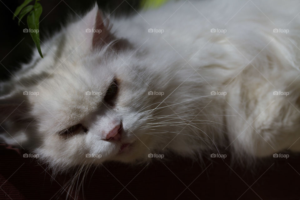 Cute White Cat in the Sun 