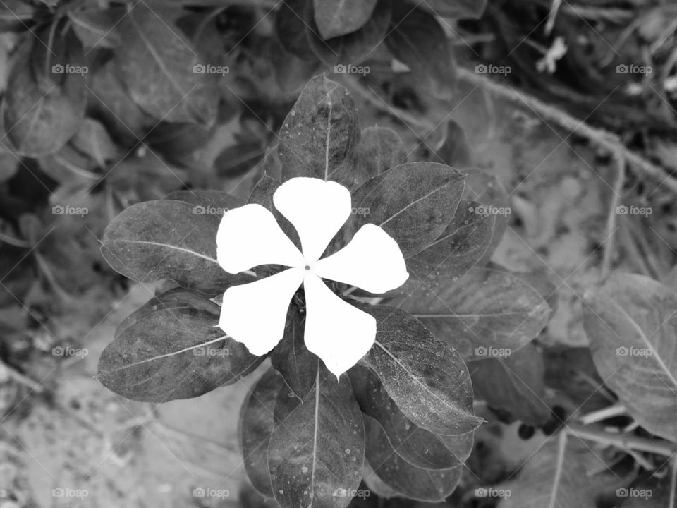 White flower black ... Look
