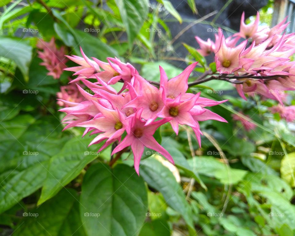 Pink flowers on the park