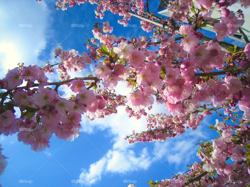 Sakura Flowers sky outdoor pink