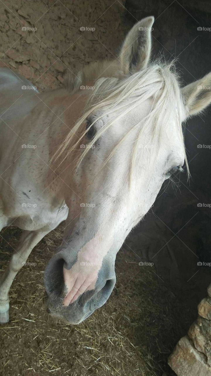 Beautiful white head of a horse.