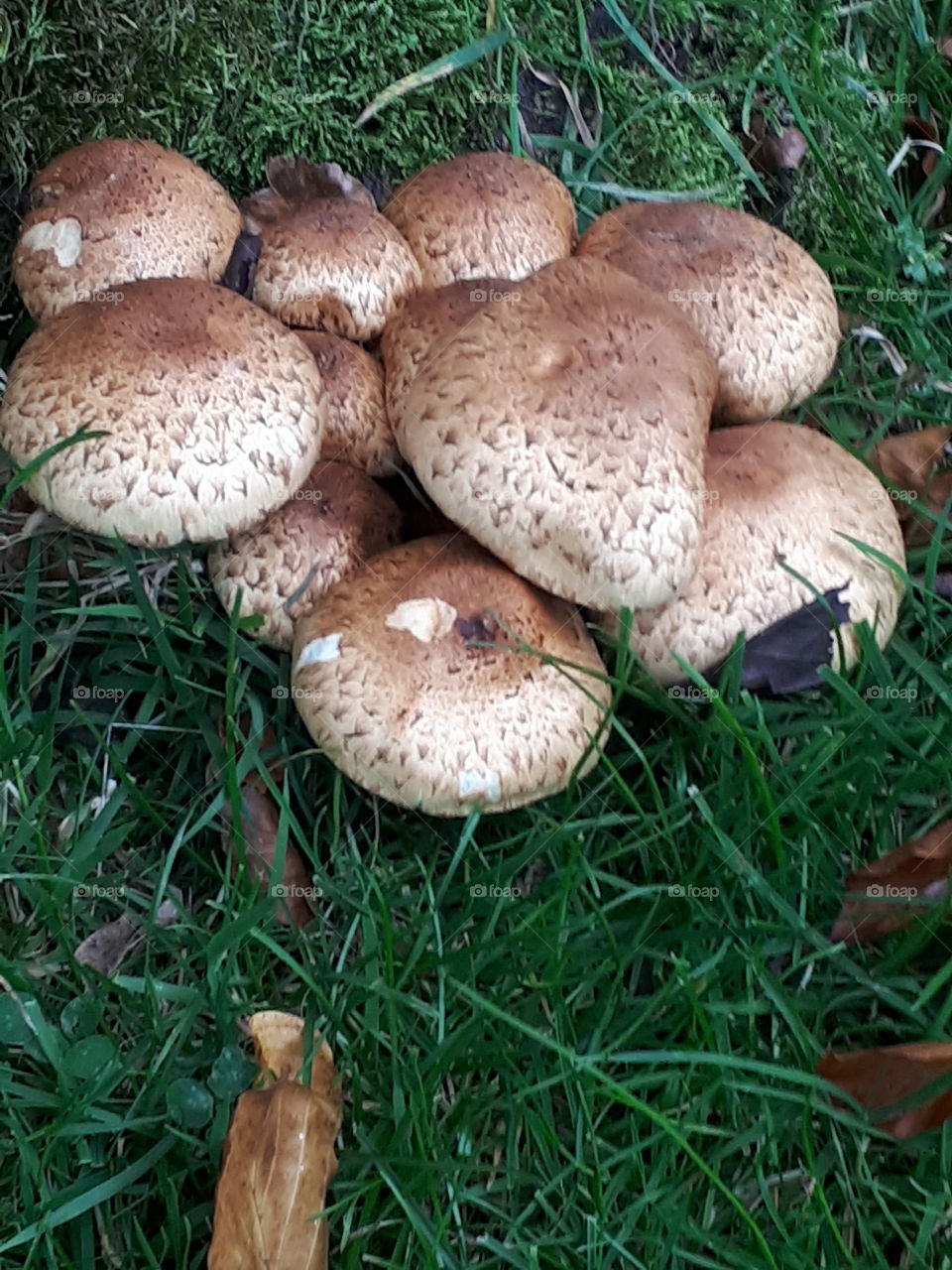 Wild Mushrooms