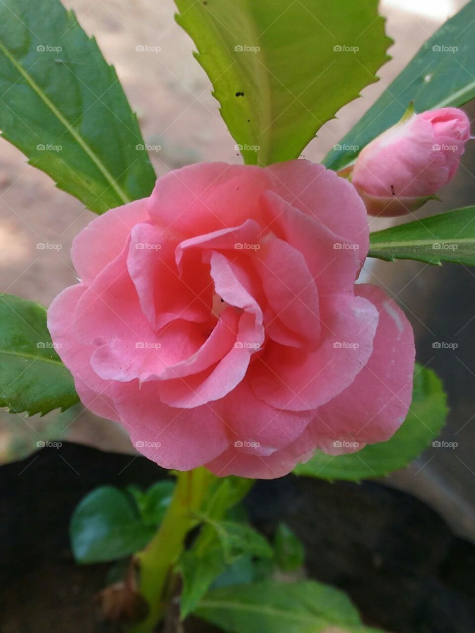 Rose  colour  Chinees   Balsom