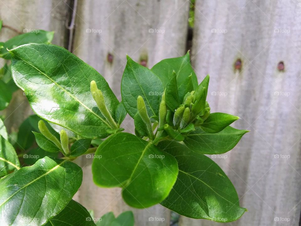 flowers forming on honeysuckle