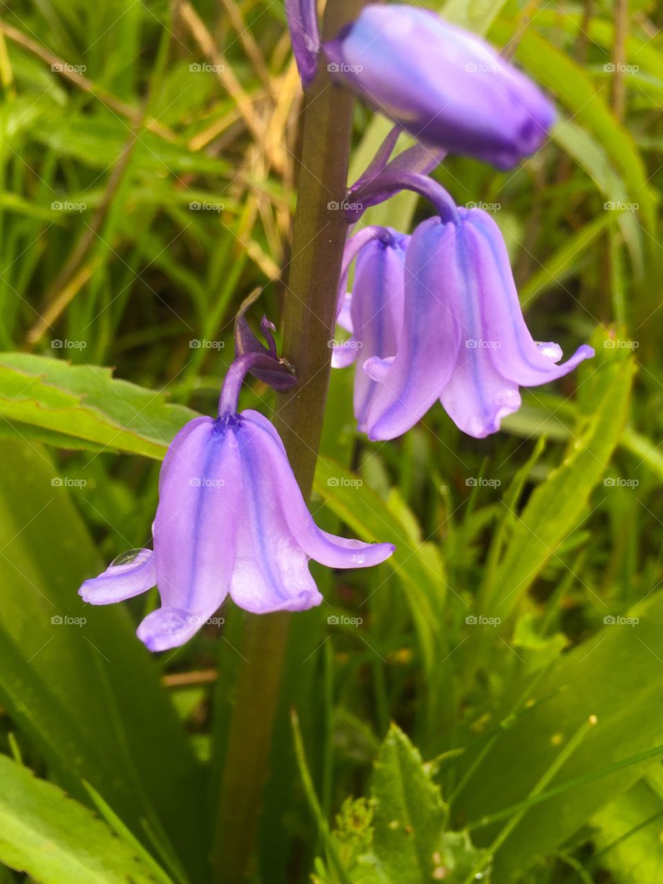 Bluebells 