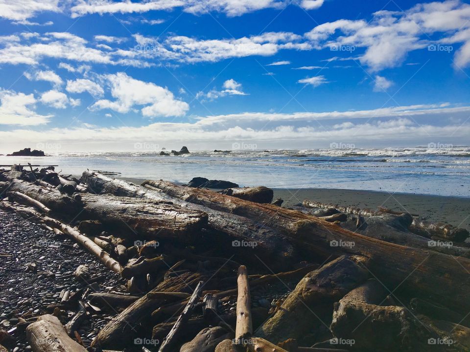 Tree log at beach