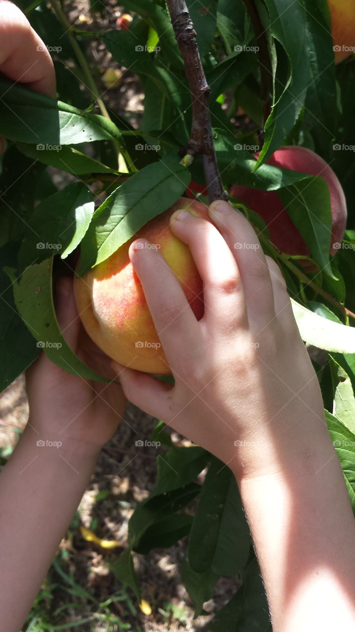 peach picking