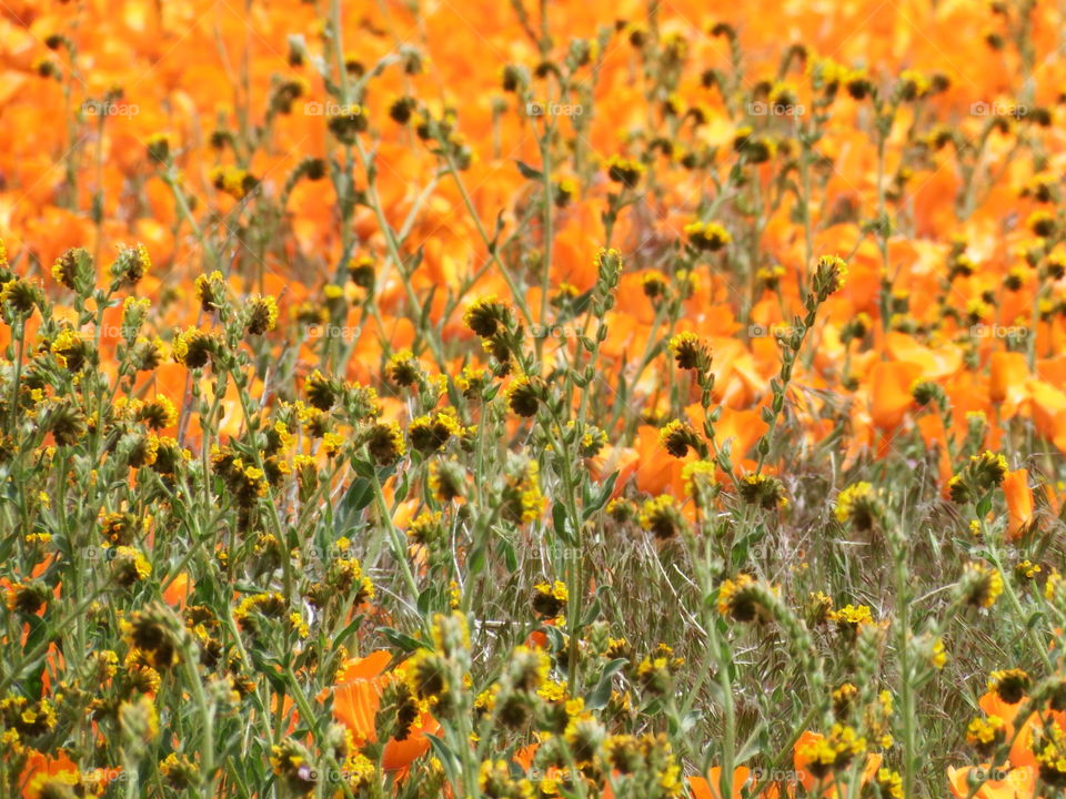 California Poppy field.