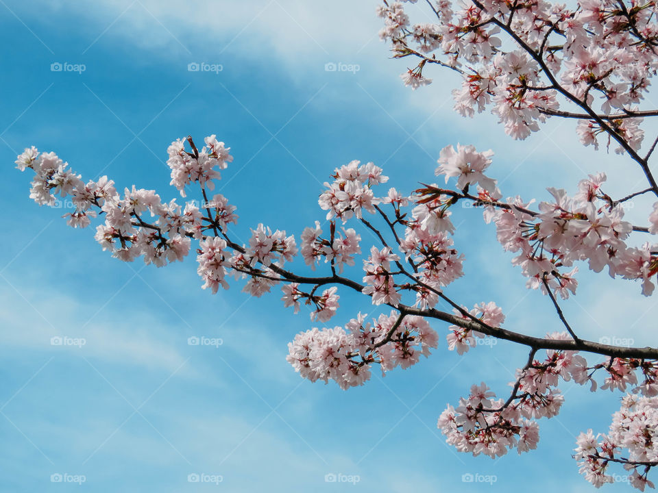 blooming sakura in spring on a sunny day