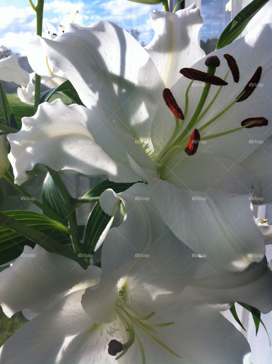 flowers plants nature white by binkyboo