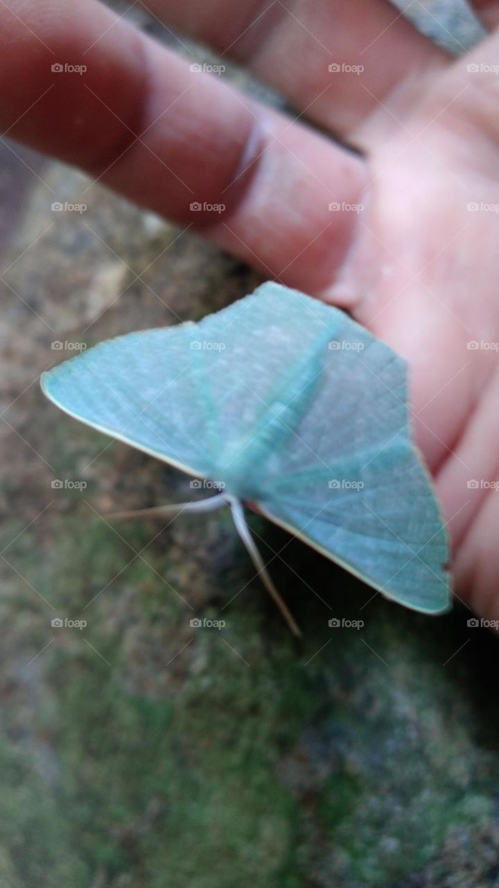 Little cyan blue butterfly perched on the finger
