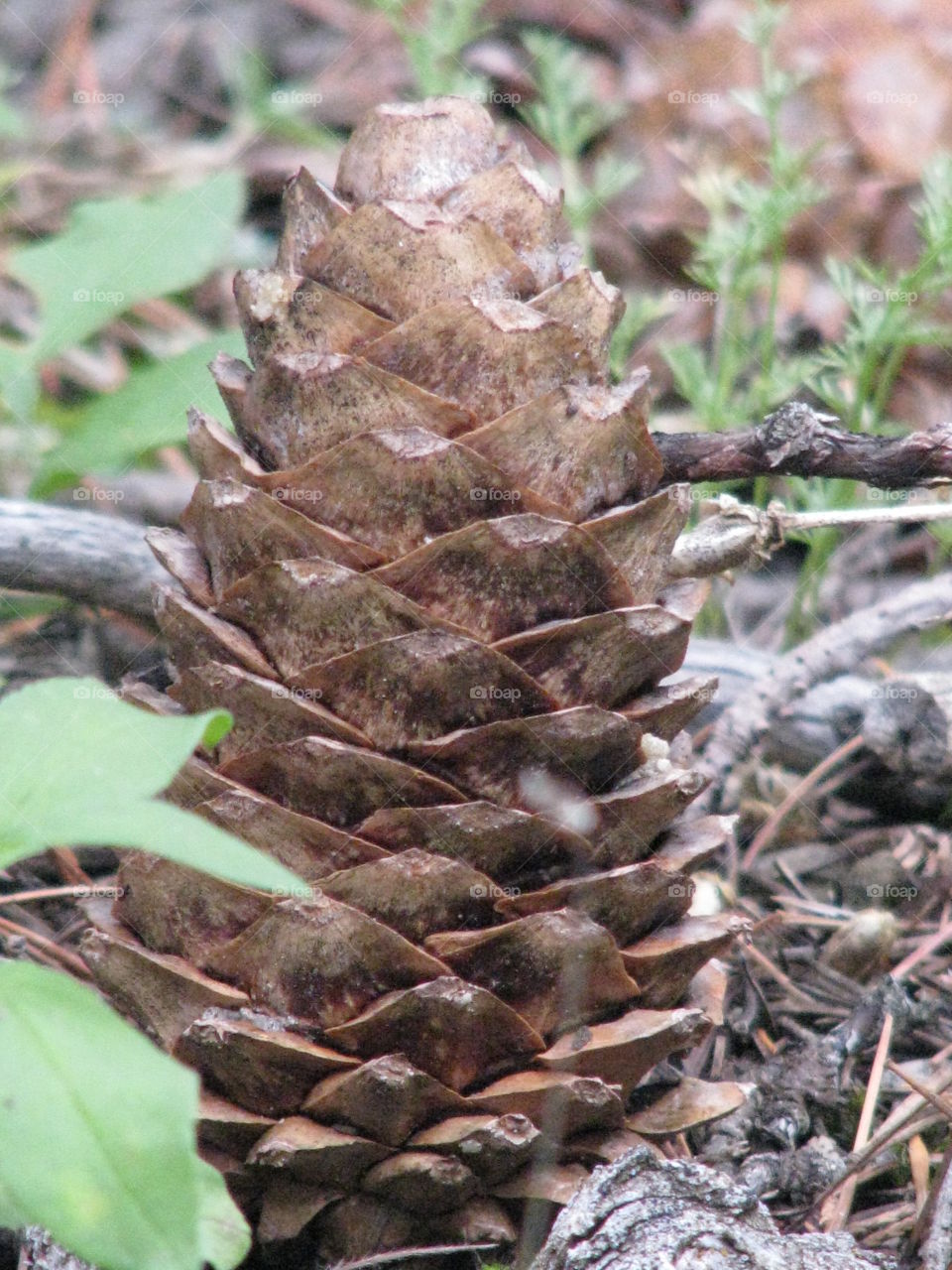 Pine cone. Fallen pine cone in Montana