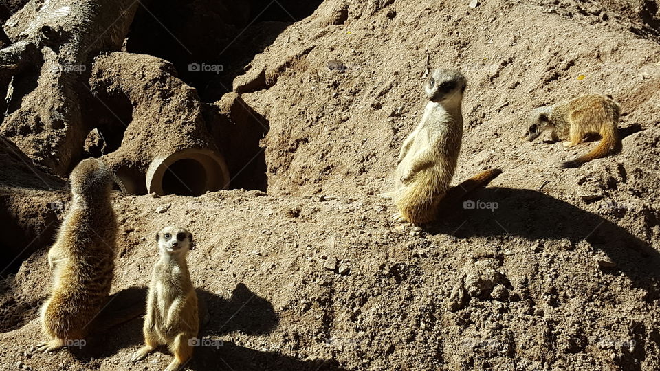 Suricate