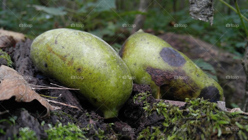 Wild Paw Paw Fruit