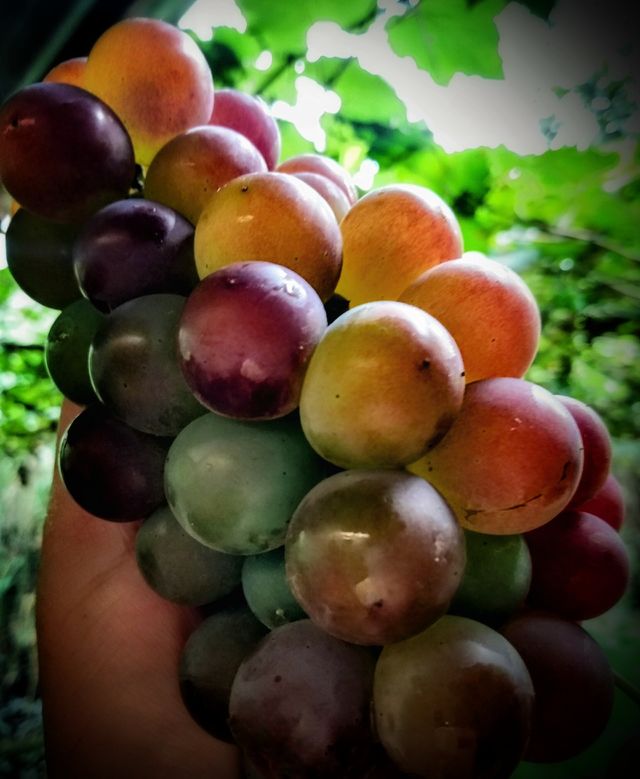 grape