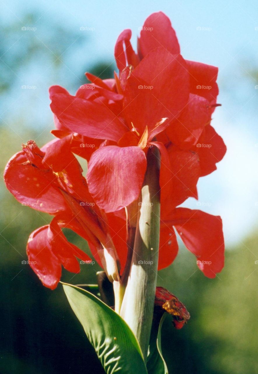 Red Iris