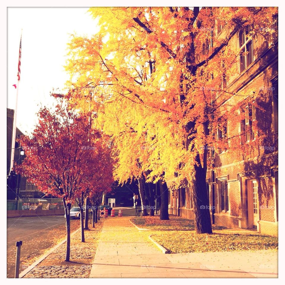 Fall scene, Ivy League