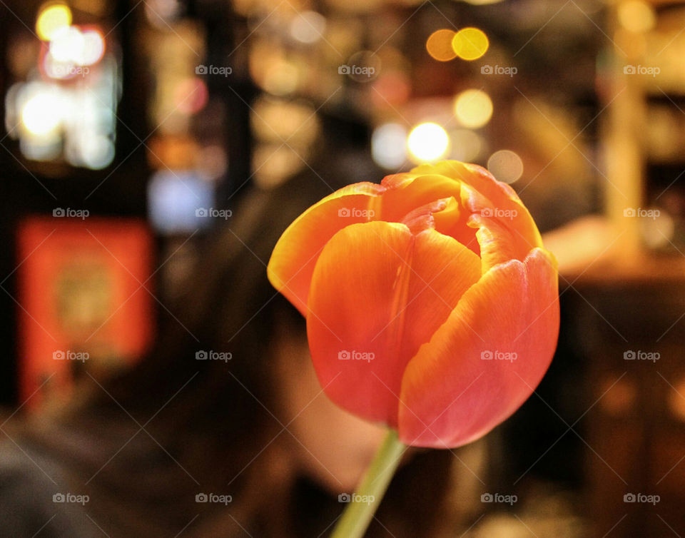 tulip and bokeh