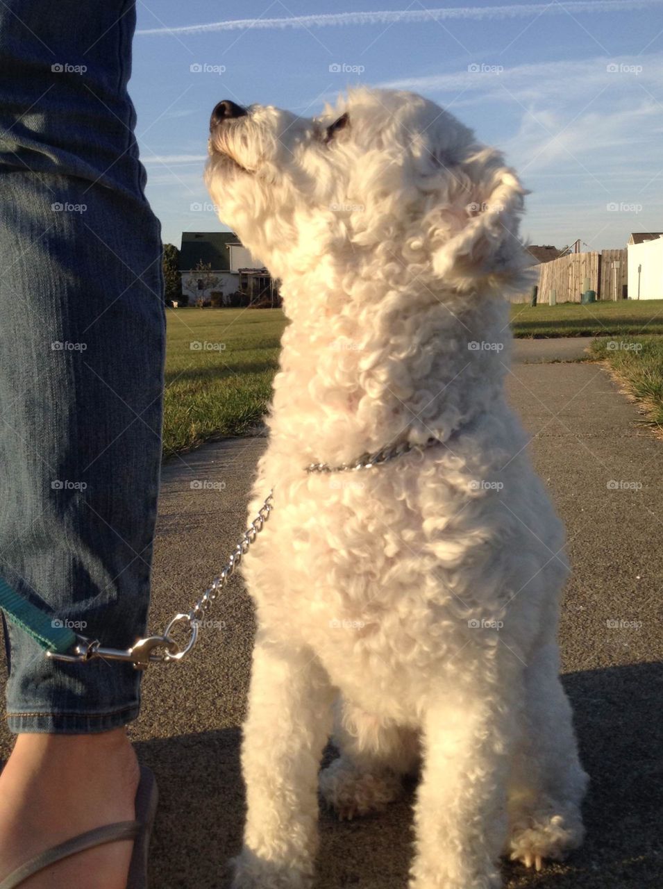 Maltese looking up at instructor during obedience training.
