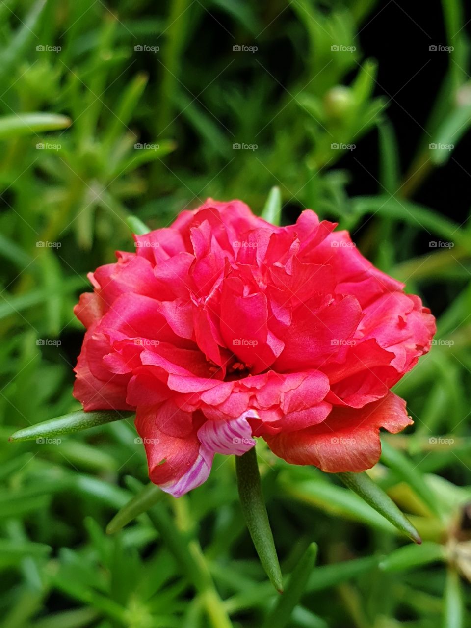  Portulaca Grandiflora or Moss-rose