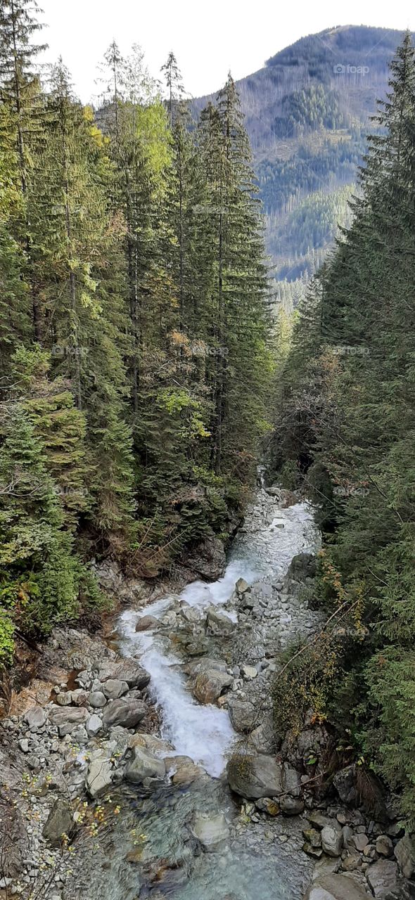 stream between trees