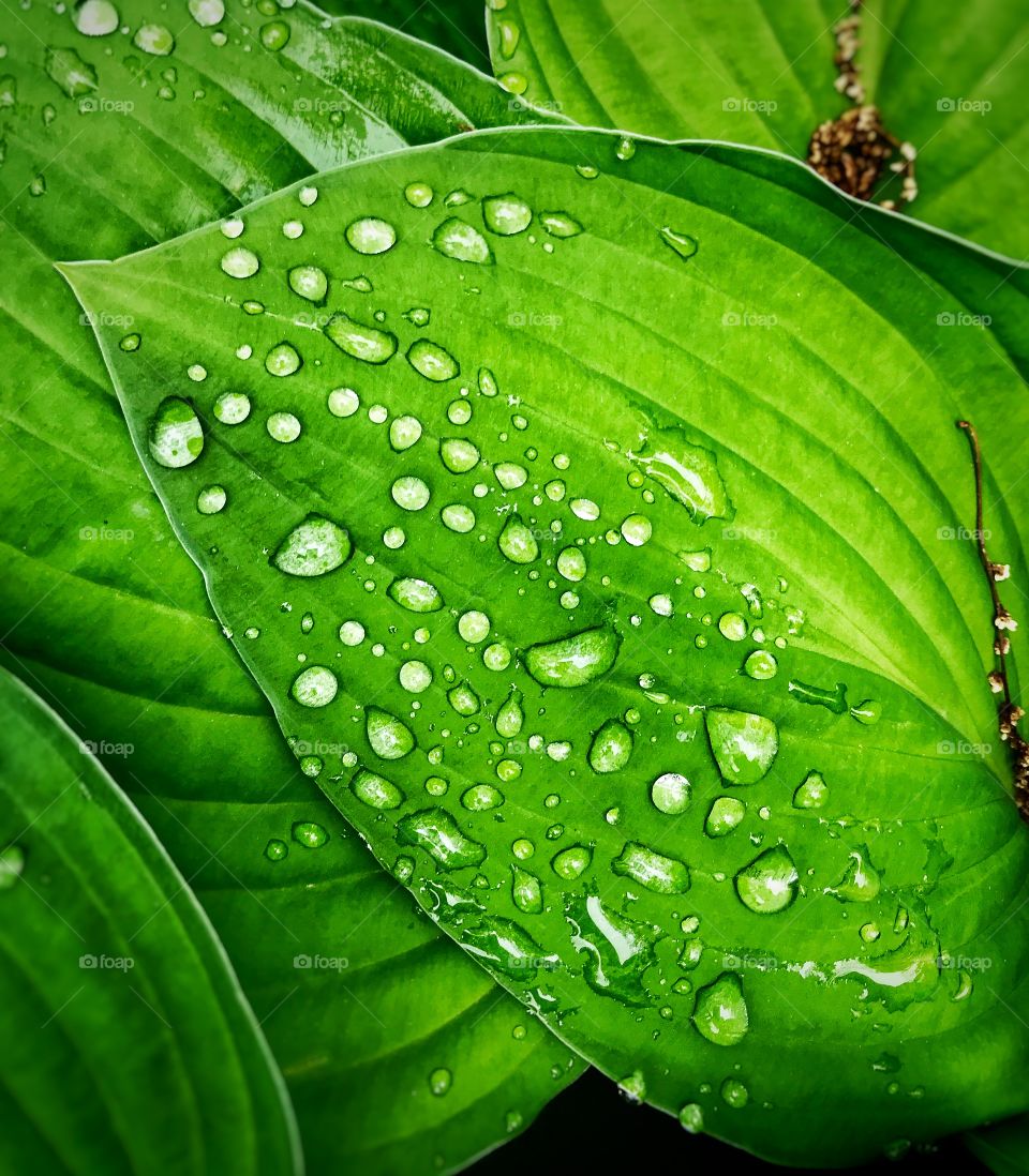 Raindrops on a hosta leaf—taken in Dyer, Indiana 