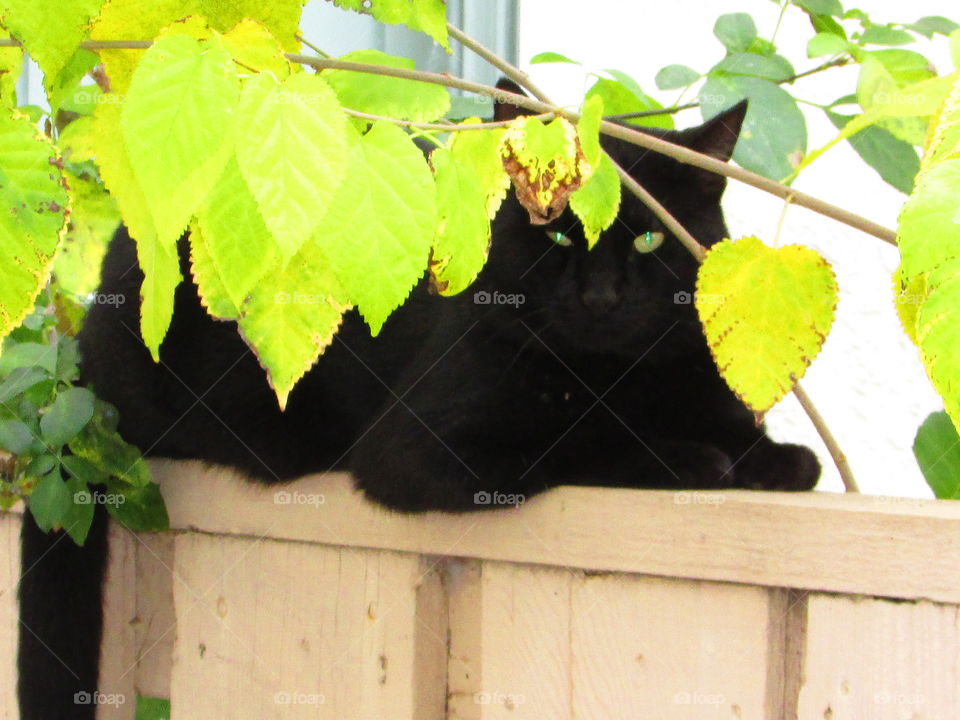 fence with a black cat with green eyes