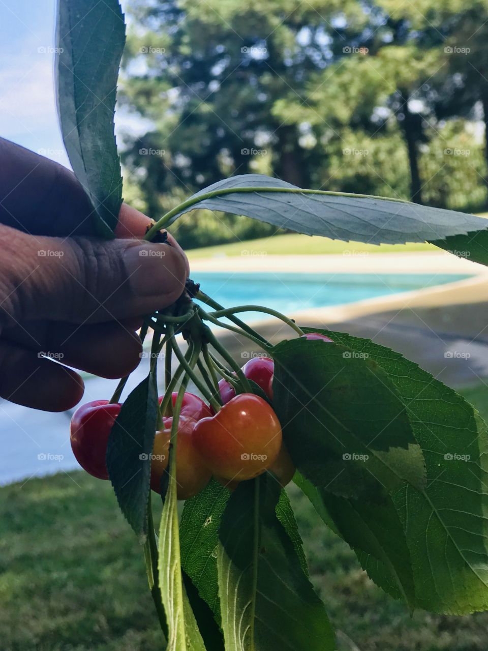 Fresh Cherries for a snack 