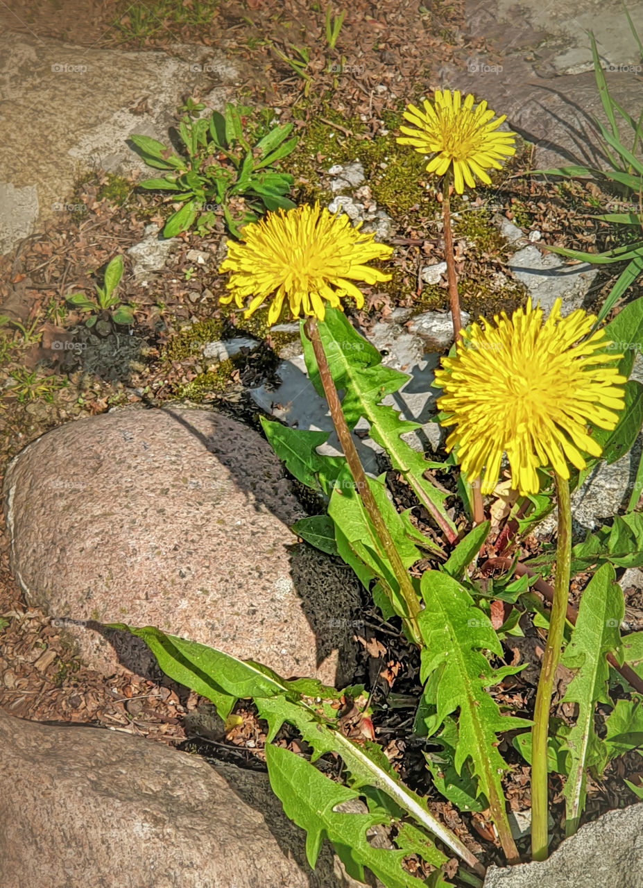 Dandelions breaking through stones.  The first spring blooming flowers in a city park