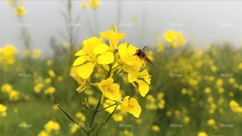 Natural phenomenon of honey bee sucking flowers to make nature’s best sweet “Honey”