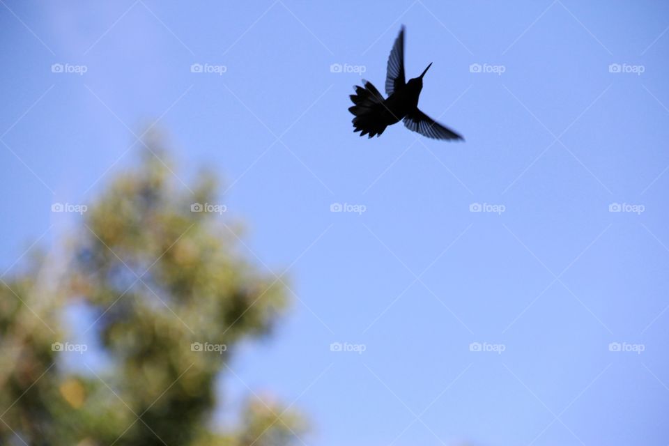 Hummingbird against against a bright blue sky. 