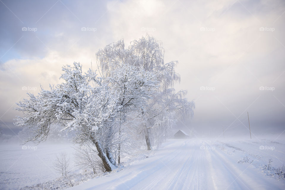 Winter road in Krimulda, Latvia