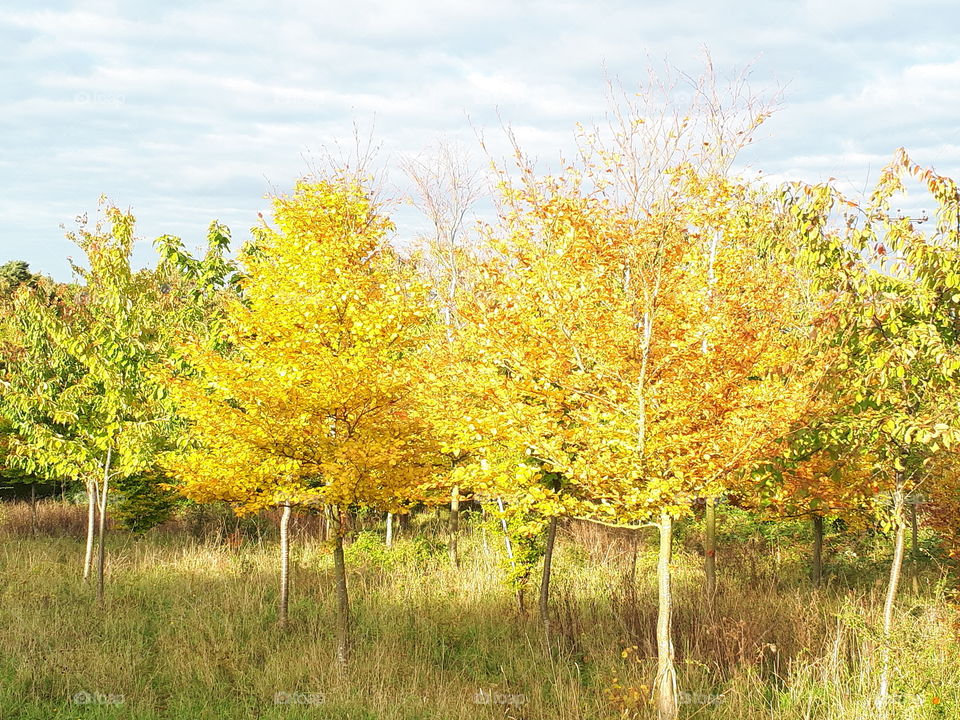 Landscape, Nature, Fall, Tree, Season