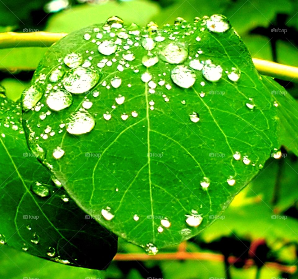 Dew on a leaf